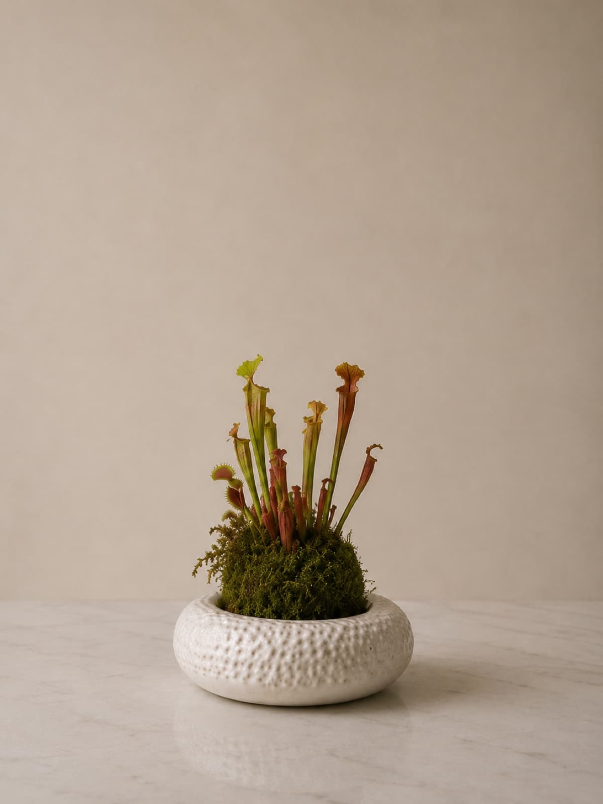 Single ikebana arrangement with pitcher plants on moss in a textured white ceramic vessel